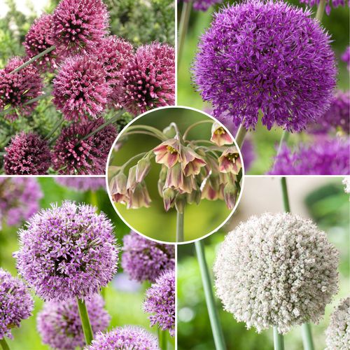 Bulb Garden Allium - X160 Bollen - 5 Variëteiten - Sierui - Bloembollen