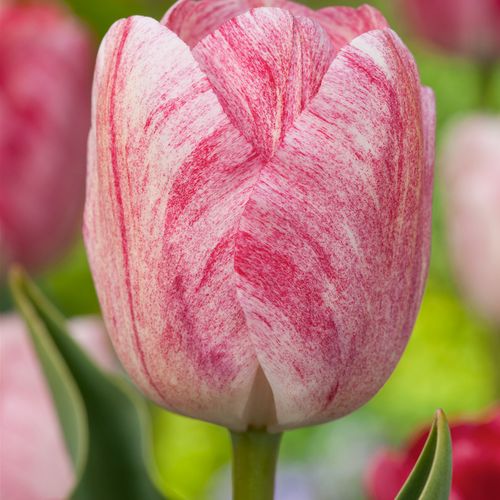 Tulipa Hemisphere - Bloembollen X30 - Tulp - Roze / Wit / Rood
