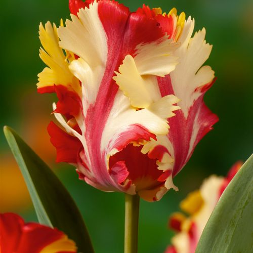 Tulipa Flaming Parrot - Bloembollen X15 - Tulp - Parkiettulp