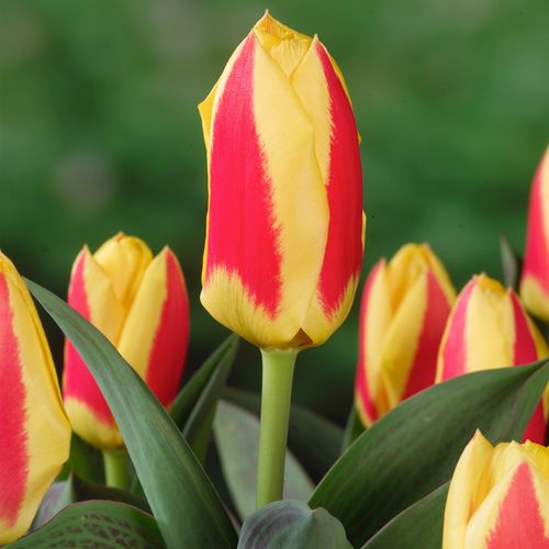 Tulipa Stresa - Bloembollen X21 - Tulp - Geel / Rood