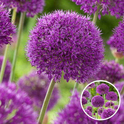 Plant In A Box - Allium Purple Sensation - 30x Alium Bloembollen