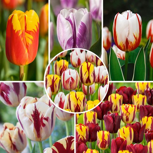 Plant In A Box - Tulipa Flaming Beauty Mix - Tulpenbollen X30 - Bloembollen