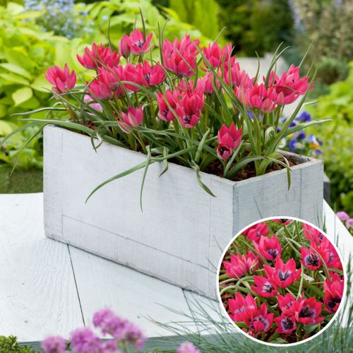 Tulipa Little Beauty - Bloembollen X40 - Rode Tulpen Meerjarig