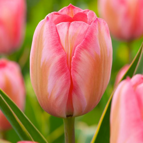 Tulipa Design Impression - Bloem Bollen X20 - Tulp - Roze
