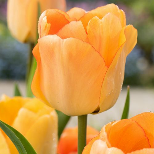 Plant In A Box - Tulipa Daydream - Bloem Bollen X40 - Tulp - Oranje