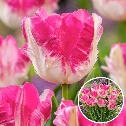 Tulipa Cabanna - 25x Tulpenbollen - Roze / Wit