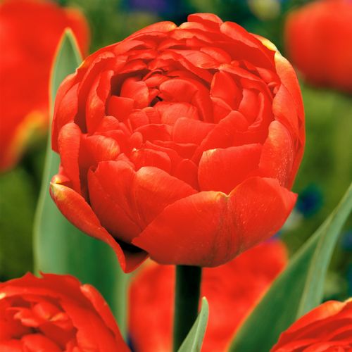 Tulipa Icoon - Bloem Bollen X14 - Tulp - Rood