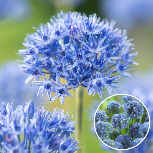 Allium Caeruleum - X80 - Blauwe Kogellook - Bloembollen