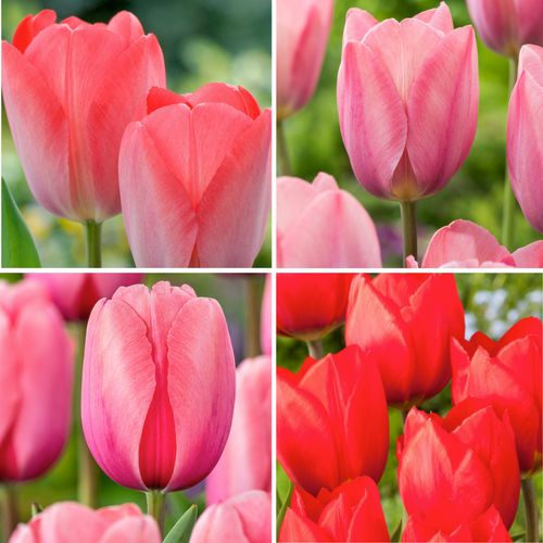 Plant In A Box - Tulipa Rood & Roze Tulpenmix - Bloembollen - Set Van 80