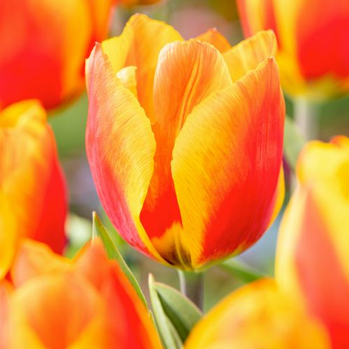 Tulipa Flair - Tulpenbollen X40 - Bloembollen